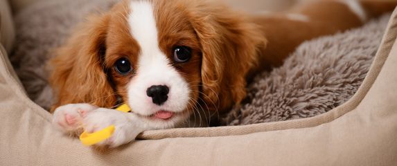 Cavalier King Charles španijel