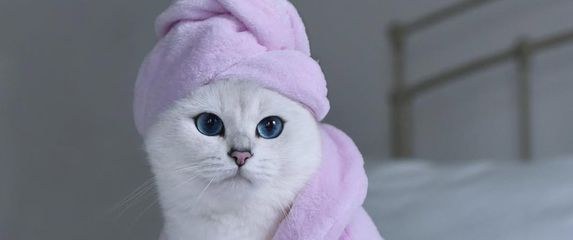 Mačak Coby ima 1,7 milijuna pratitelja na Instagramu