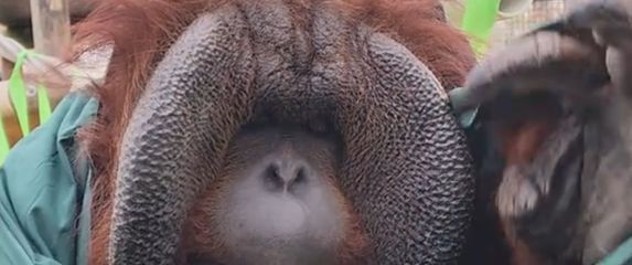 Orangutan Patrick