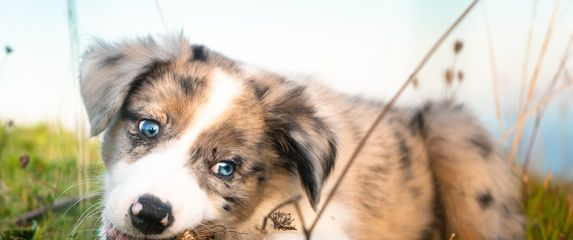 Štene Border collija s merle krznom