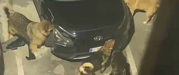Psi komadaju auto