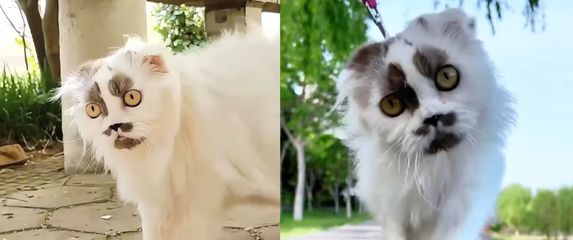 Mačka zanimljivog izgleda koja ima slavnog dvojnika