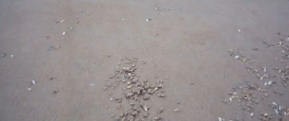 Školjke na plaži