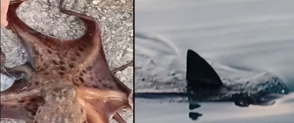 Lov na hobotnicu i morski pas