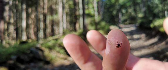 Krpelj, ilustracija - 7