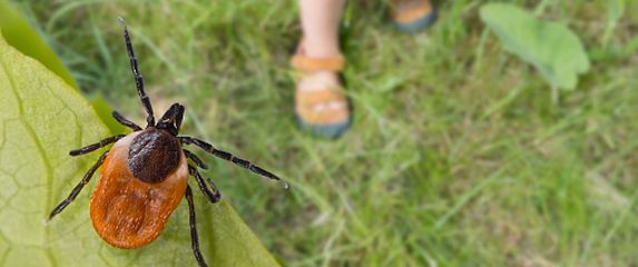 Krpelj, ilustracija - 3