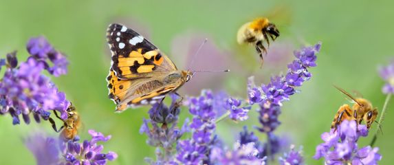 Bioraznolikost, ilustracija