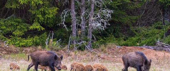 Divlje svinje, ilustracija