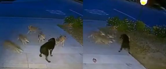 Pas u borbi s čoporom kojota
