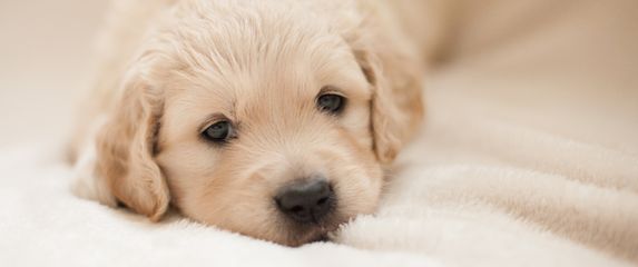 Štene zlatnog retrivera