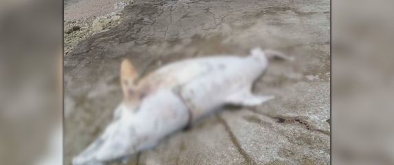 Ubijeni dupin