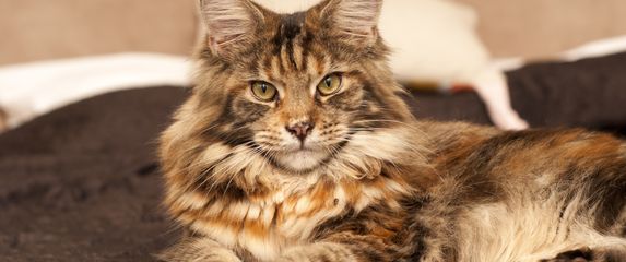 Maine coon