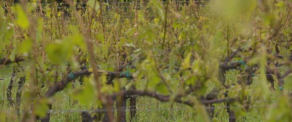 Vinograd - 2