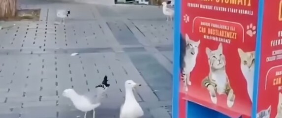 Galeb koji mjauče pored javne hranilice