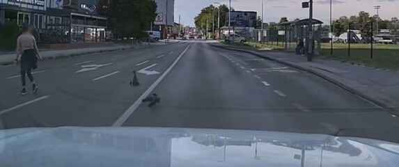 Patka s mladima kako uz pomoć prelazi cestu u Zagrebu
