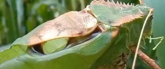 Kapitalac