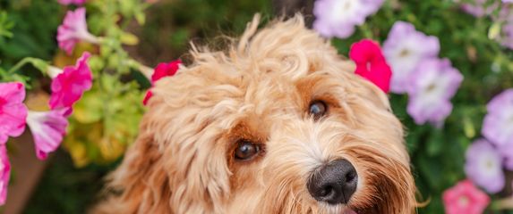 Goldendoodle je križanac zlatnog retrivera i pudle te je vrlo privržen, razigran i nježan pas