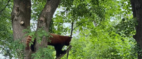 U nastambi crvenih pandi u zagrebačkom zoo vrtu rađaju se nove simpatije - 3