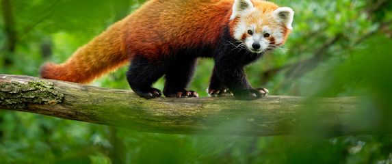 Kako se piše: crveni panda ili crvena panda