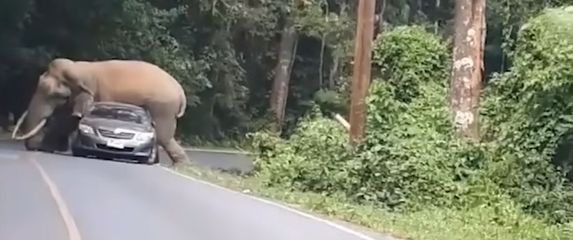 Slon i auto (Foto: Screenshot/YouTube)