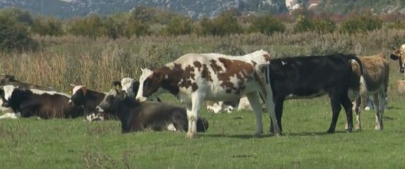 Krave u dolini Neretve - 2