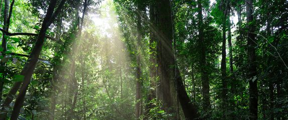 Šuma u Indoneziji
