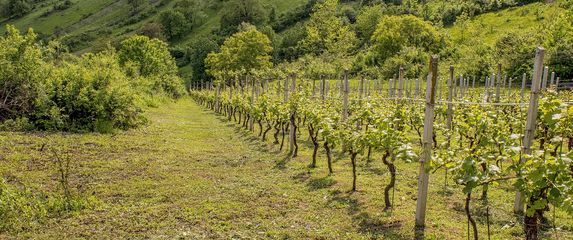 Vinograd u Hrvatskoj