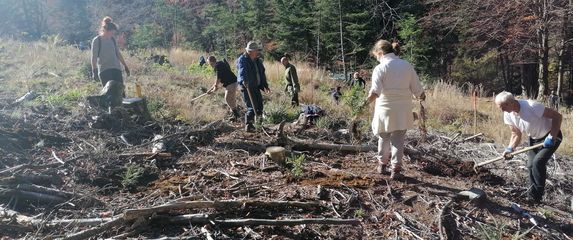 Posadi jelu - spasi pčelu 2