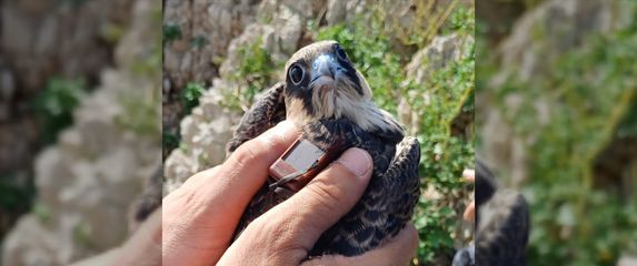 sokolovi na ekspediciji