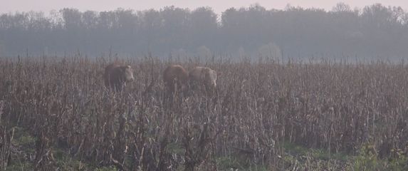 Pronađeni pobjegli bikovi - 2