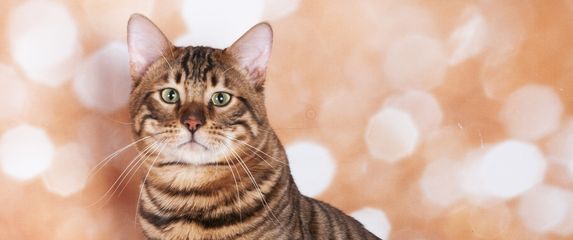 Toyger