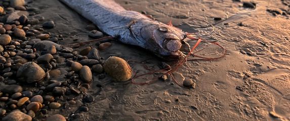 Riba veslo na kalifornijskoj plaži