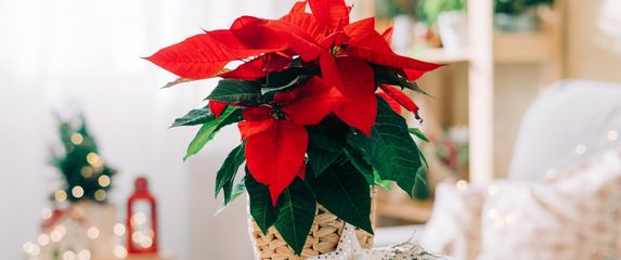 Božićna zvijezda krasi mnoge domove u blagdanskom periodu