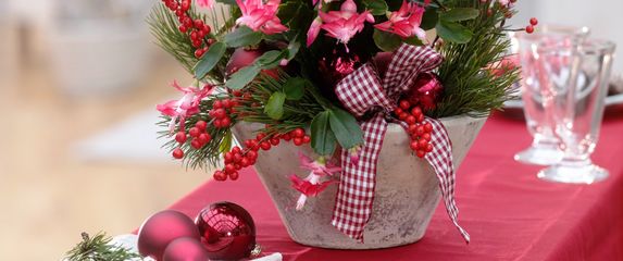 Božićni kaktus omiljeni je ukras doma u blagdanskom periodu