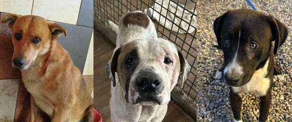 Psi oduzeti iz romskih naselja