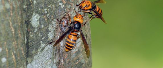 Azijski divovski stršljen