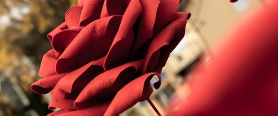 Deset ruža postavljeno je na Trgu Ksavera Sandora Gjalskog u Zaboku