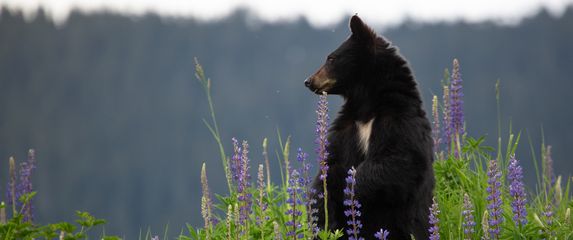 Medvjed, ilustracija