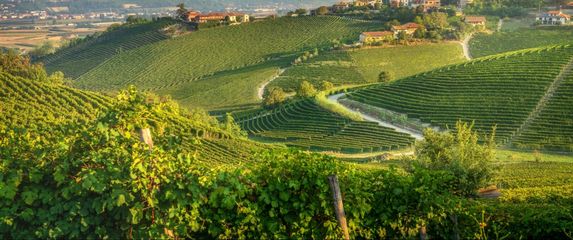 Pijemont je poznata vinorodna regija u Italiji