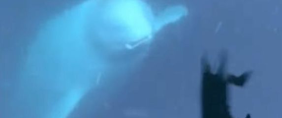 Beluga kit s Iphonom u ustima