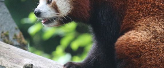 Dan crvenog pande obilježit će se u subotu u Zoološkom vrtu Grada Zagreba