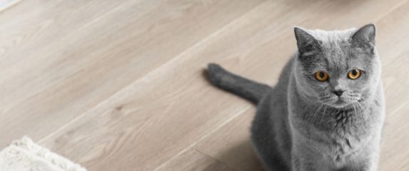 Zahvaljujući pametnim senzorima, mapiranju prostora i mogućnosti programiranja, robotski usisavači štede vrijeme i energiju