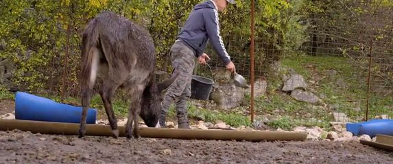 Novi problemi s vukovima - 1