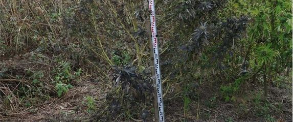 Policija u Đakovu pronašla polje marihuane - 1