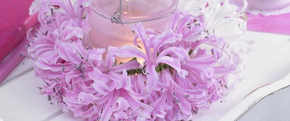 Cvijet nerina svojim živim bojama unosi veselje u razdoblje kada priroda polako utihne - 8