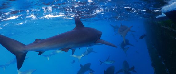 Morski pas, ilustracija