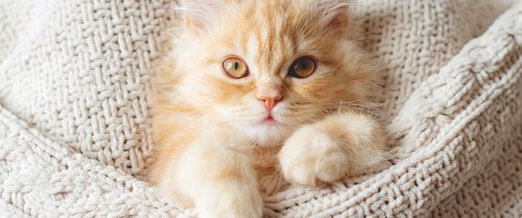 Mačke su poznate po svojoj ljubavi prema toplini