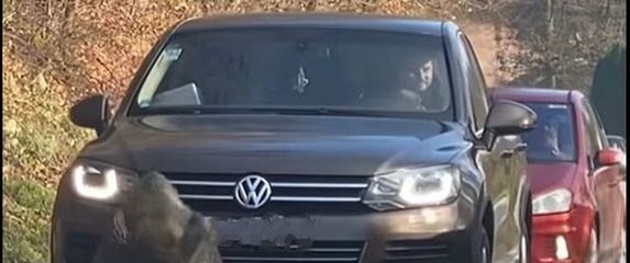 Vepar predvodi autokolonu