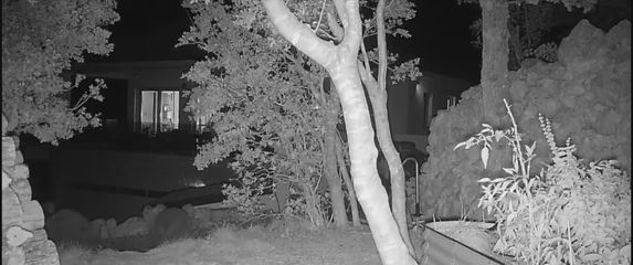 Medvjedi siju strah - 1