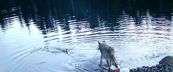 Vučica izvlači klopku za rakove na obalu